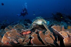 Indonesia Tourism - Raja Ampat