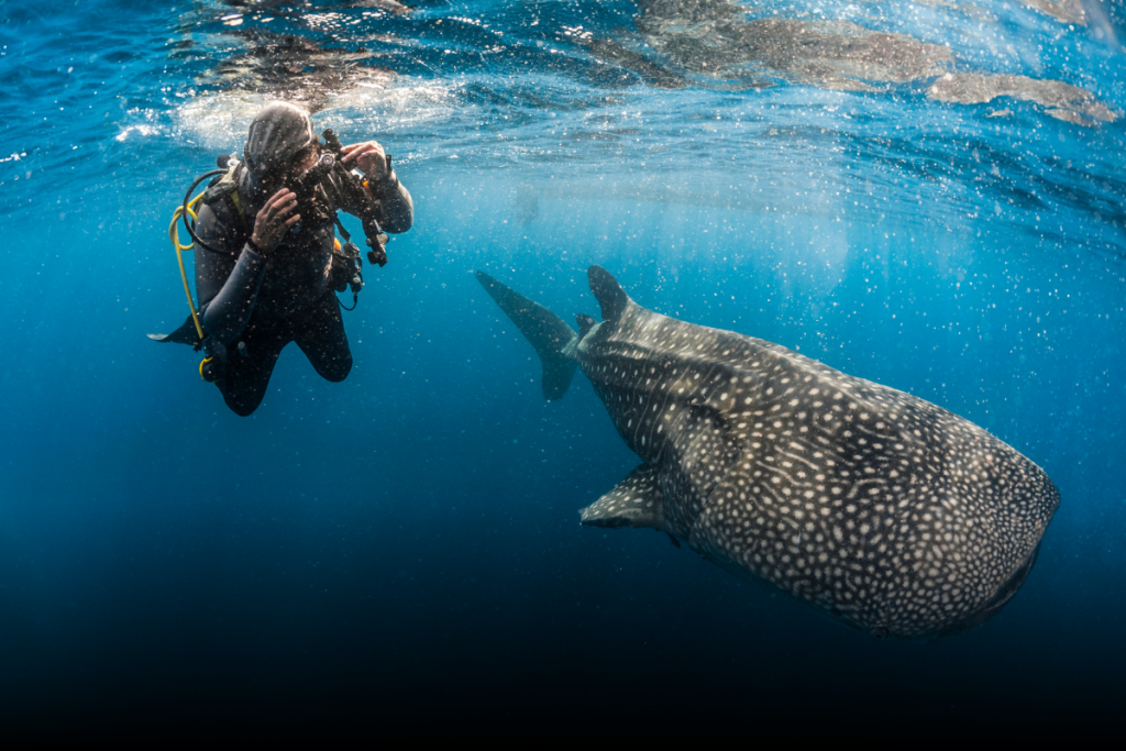 Explore Underwater Paradise of Derawan Island