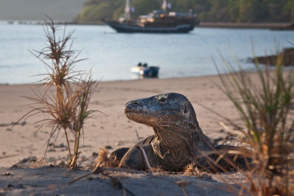 Komodo Dragon - Labuan Bajo, Flores - Komodo National Park Trip