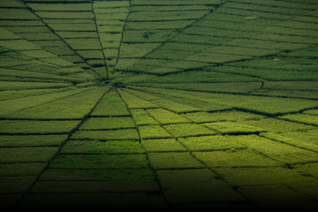 Pemandangan Lodok Lingko Cancar Flores NTT