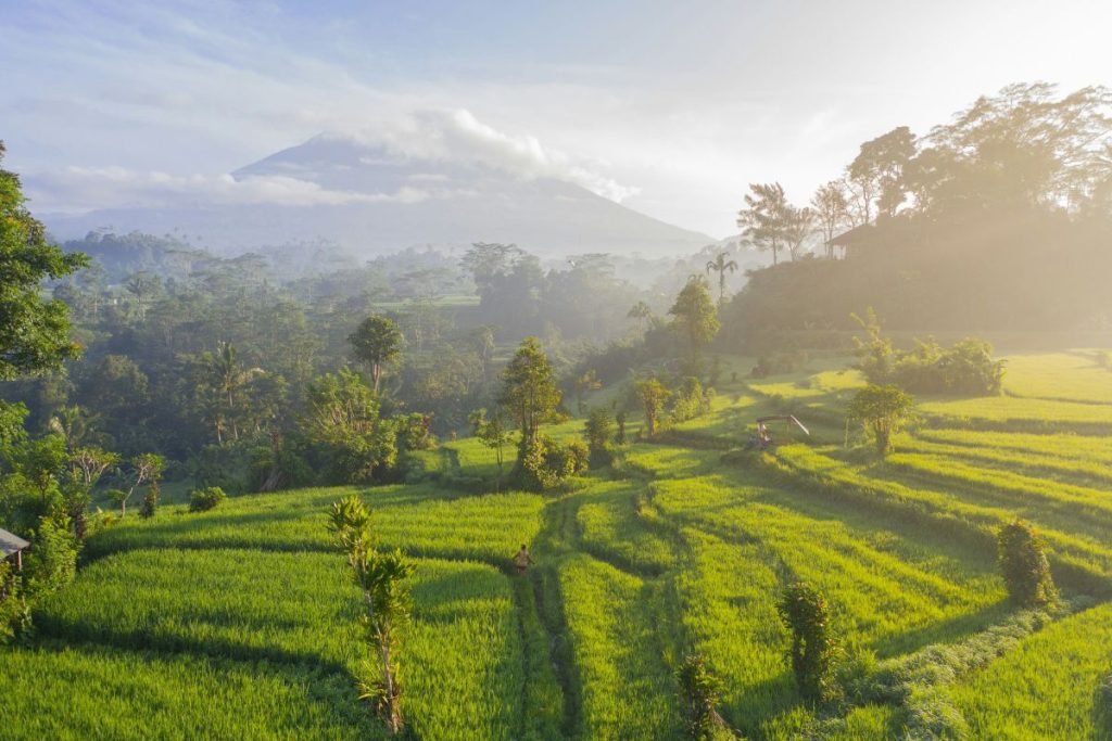Rice Field in Bali