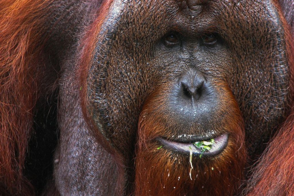 Orang Utan at Tanjung Puting