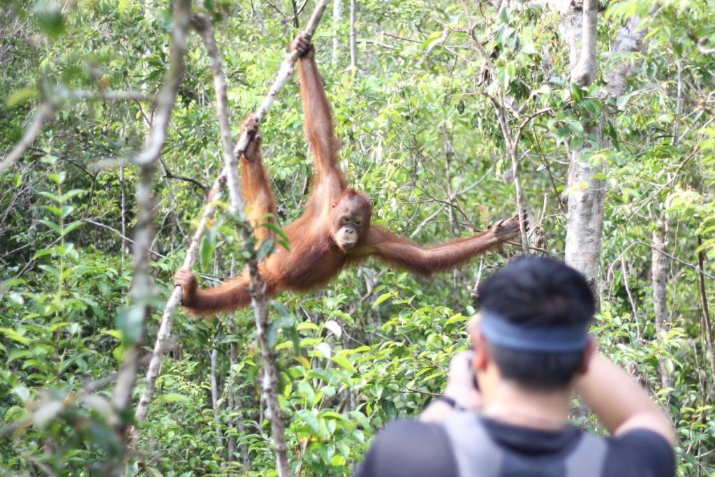 Orang Utan Conservation Site at Tanjung Puting