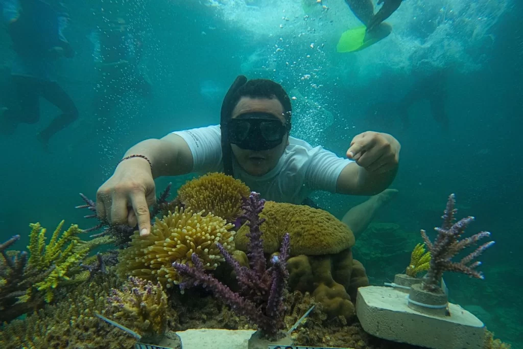 Snorkeling and Coral Planting Activity in Karimunjawa