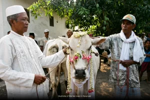 Ilustrate Local Community with Manten Sapi in Pasuruan