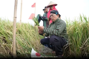 traditional harvest ritual