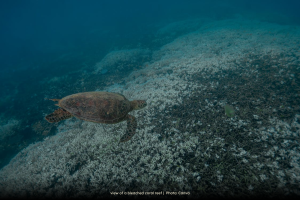 view of a bleached coral reef