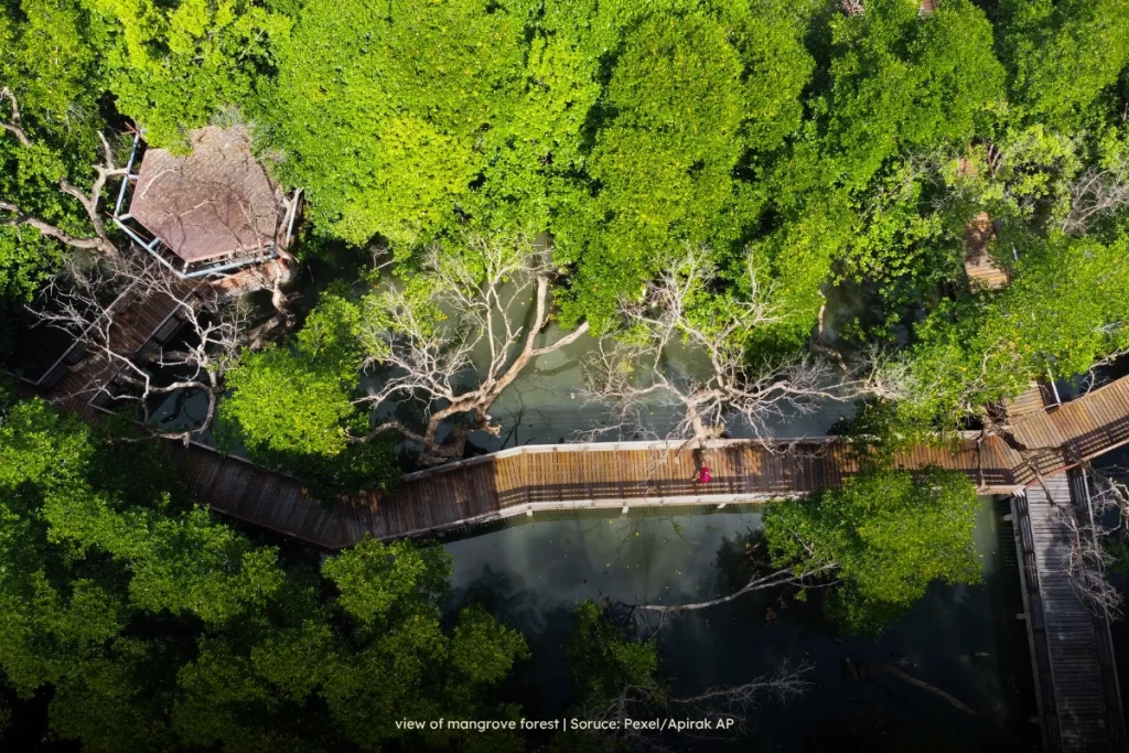 mangrove forest
